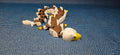 3D Printed Bald Eagle Dragon